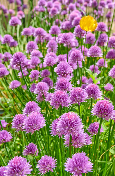 istock My summer garden! 1501243972