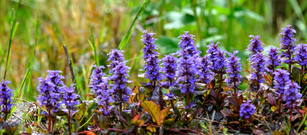 istock My summer garden! 1501243974