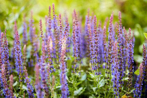 clary sage plant in garden in summer