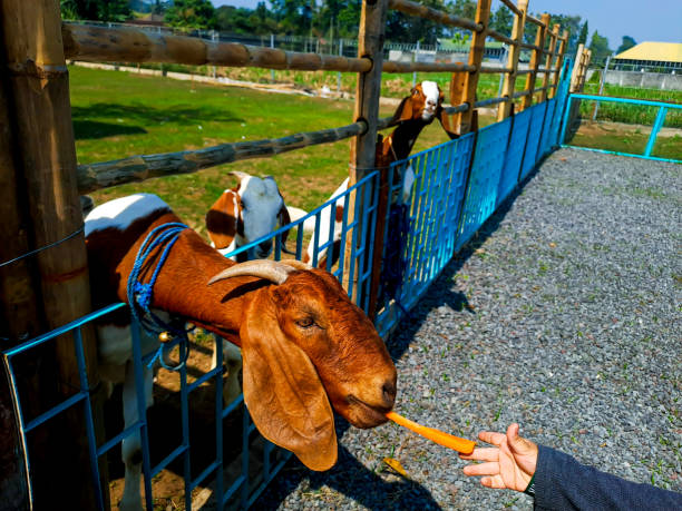 農場の好奇心旺盛なヤギ - sheep fence zoo enclosure ストックフォトと画像