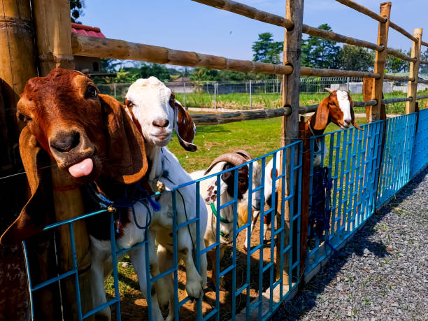 農場の好奇心旺盛なヤギ - sheep fence zoo enclosure ストックフォトと画像