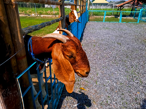 Inquisitive goats stick their head between the fence of agriculture farm to get some food