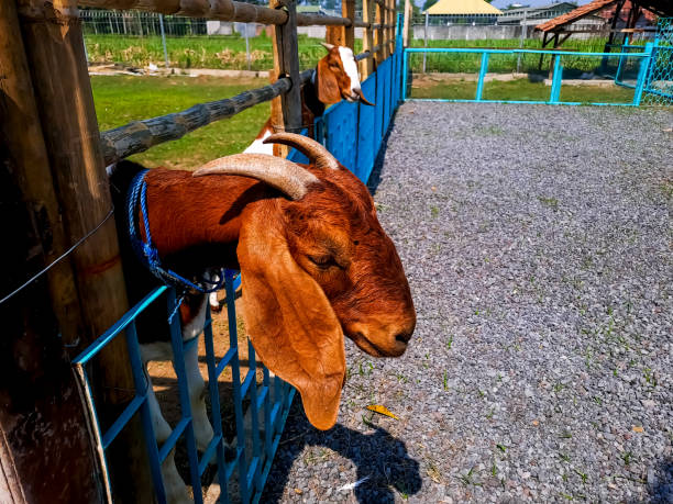 inquisitive goats in farm - sheep fence zoo enclosure imagens e fotografias de stock