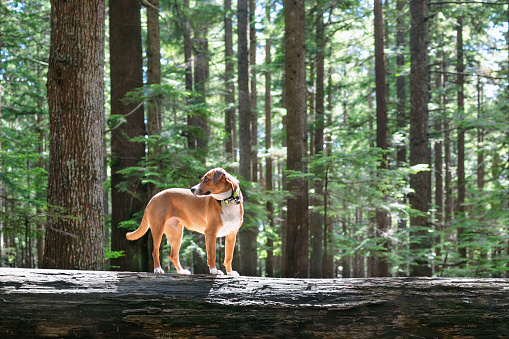 Side view of medium size puppy dog standing on long fallen tree and listing or looking at something. Female Harrier mix. Selective focus.