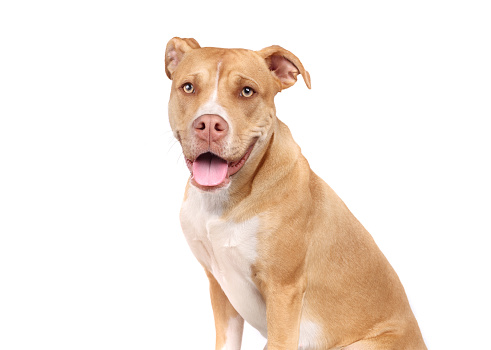 Portrait of a cute american pitbull dog looking away and sitting. Vertical portrait of black american stafford dog posing against white background. Studio photography from a DSLR camera. Sharp focus on eyes.