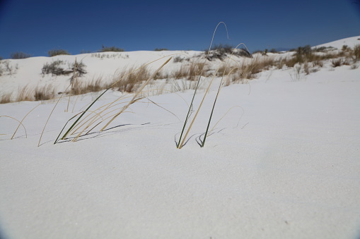 This is a photograph of sea oats on Cocoa Beach, Florida on a sunny day.