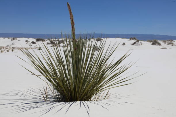 istock White Sands National Park New Mexico 1501249506