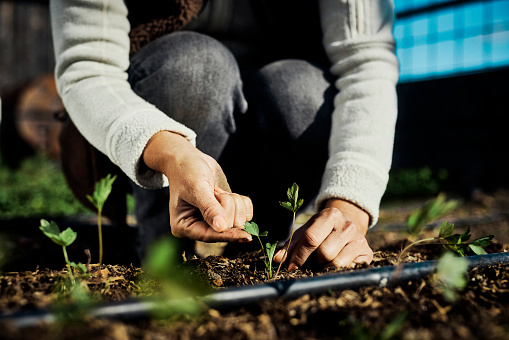 Closeup of female hands planting a seedling on a rooftop farm.