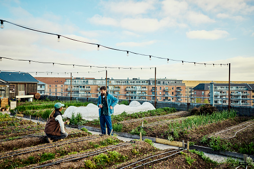 2 farmers on a rooftop farm in an urban environment.