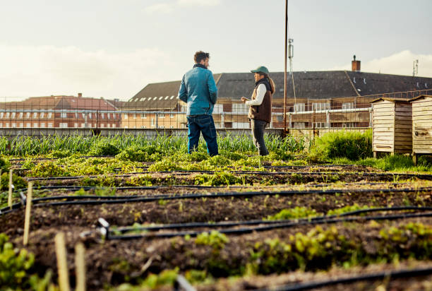 istock Growing Green Cities: Rooftop Crops, Sustainable Agriculture, and Biodiversity 1501249666