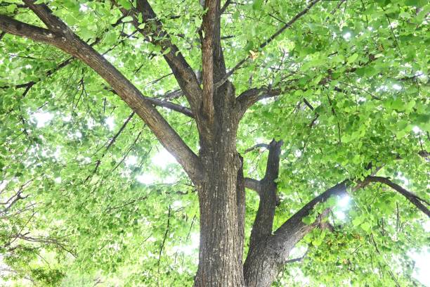 istock Japanese linden ( Tilia japonica ) leaves and berries 1501249722