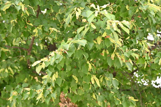 istock Japanese linden ( Tilia japonica ) leaves and berries 1501249737