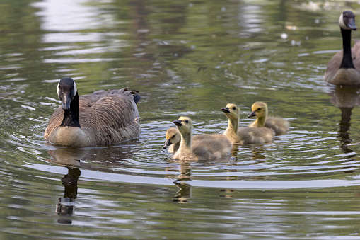 Canada geese ( Branta canadensis)  with goslings. Natural scene from shore of lake Michigan.