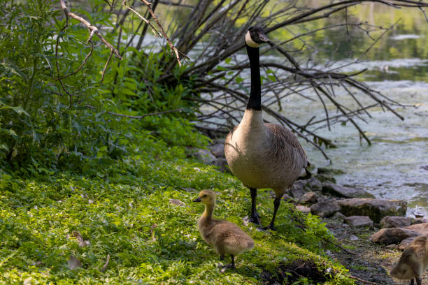 istock Canada geese ( Branta canadensis)  with goslings. 1501251927