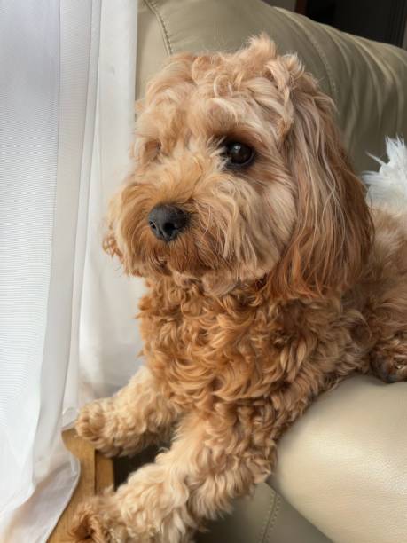 istock Red fluffy dog looking intently through window curtain 1501257999
