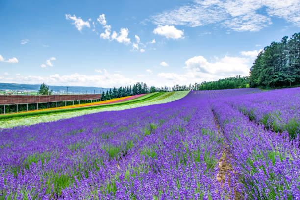 Colourful Flower Garden at Tomita farm in Summer, Hokkaido, Japan Tomita farm is one of most famous flower garden in Summet at Hokkaido furano basin stock pictures, royalty-free photos & images