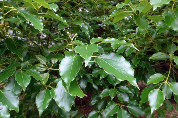 istock Green leaves with beautiful veins 1501275388