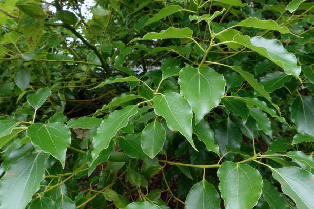 istock Green leaves with beautiful veins 1501275698