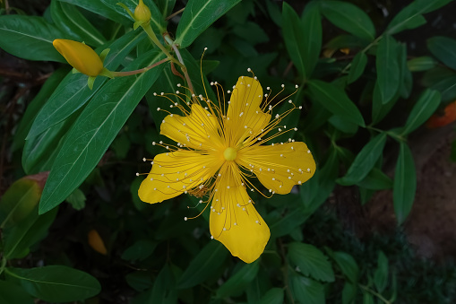 Yellow Hypericum androsaemum flower with long stamens