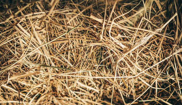 istock Hay close up bale background wallpaper macro stack beige tangled straw yellow gold 1501312390