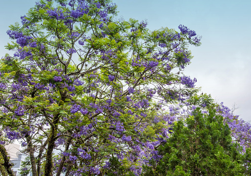 Jacaranda tree with blue sky background, Jacaranda grandifflora