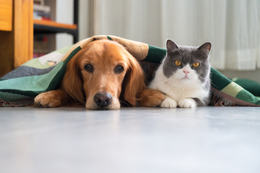 Golden retriever and british shorthair cat lying together under blanket