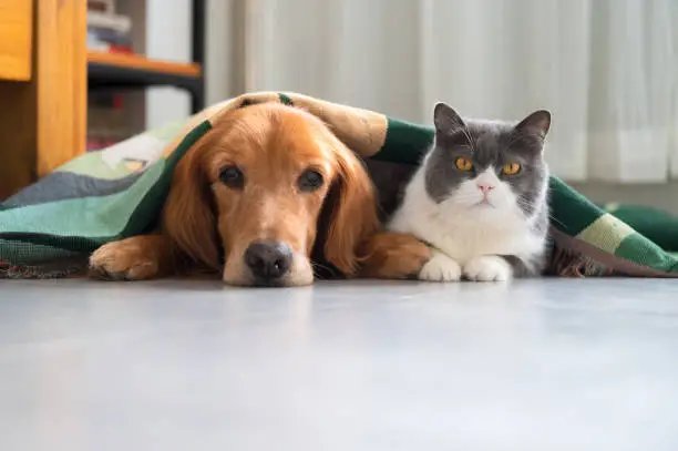 Photo of Golden retriever and british shorthair cat lying together under blanket