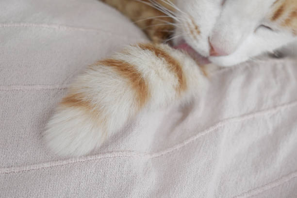 istock Ginger and white cat licking it's tail.  Cat cleaning itself. 1501375599