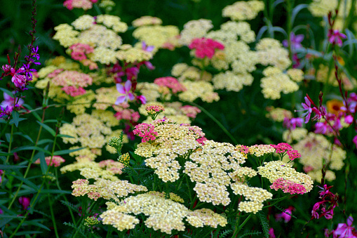 Achillea millefolium, commonly known as Yarrow or Common Yarrow, is a flowering plant in the family Asteraceae. It is a rhizomatous, spreading, upright to mat-forming. Cultivars extend the range of flower colors to include pink, red, cream, yellow and bicolor pastels. The genus name Achillea refers to Achilles, hero of the Trojan War in Greek mythology, who used the plant medicinally to stop bleeding and to heal the wounds of his soldiers.
