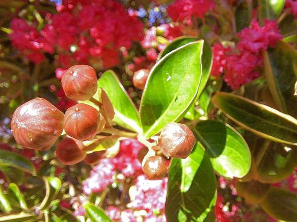 Lagerstroemia, commonly known as crape myrtle    flowering in the Northern Country