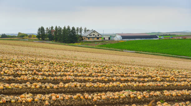 istock Onions lying in the field 1501386648