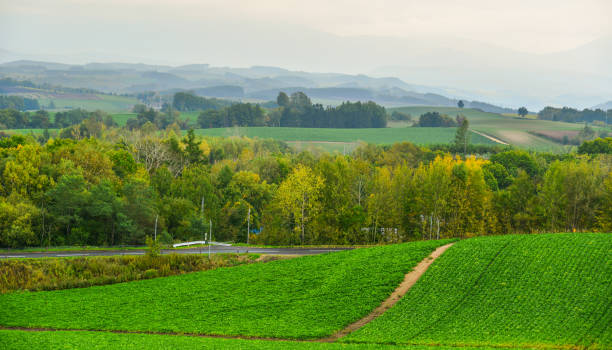 istock Rural scenery in Biei, Japan 1501386663