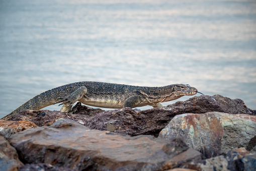 Asian Water Monitor Lizard crawling and walking on rocky stone with blurred sea background tastes the air with its forked tongue, Pontian, Malaysia.