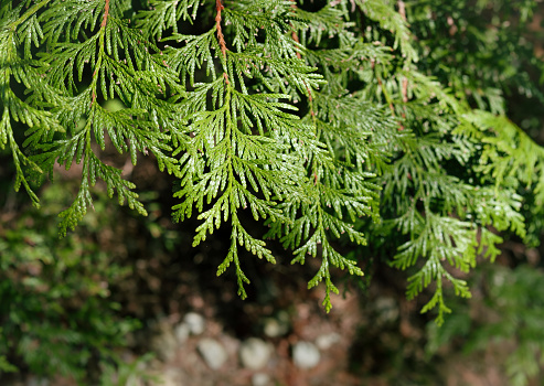 Cedar tree leaves background image