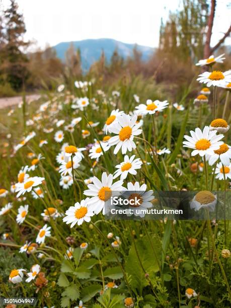 Daisys In Nature Stock Photo - Download Image Now - Blossom, Close-up, Color Image