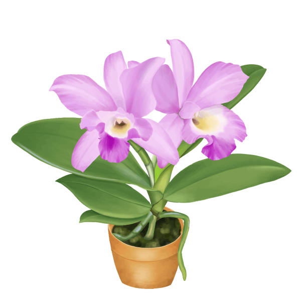 Orchid cattleya trianae flower painting Orchid cattleya trianae flower painting cattleya trianae stock illustrations