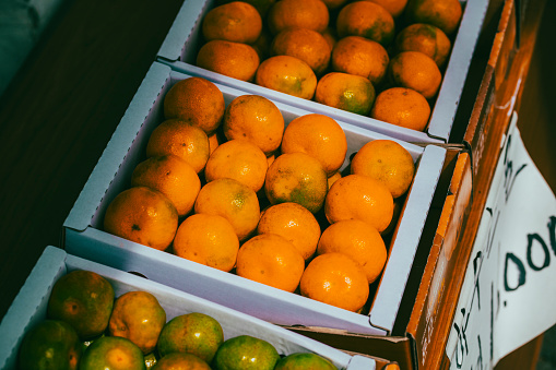 Jeju Oranges in Bins