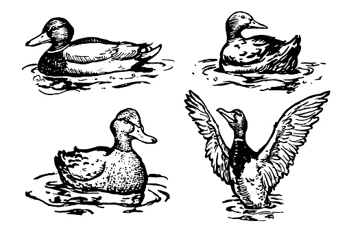 Illustrations of hand drawn ducks on the water.