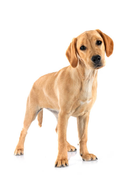 istock puppy labrado retriever 1501426874