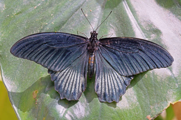 istock male specimen of Great Mormon Butterfly 1501426968