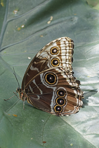 Peleides blue morpho butterfly, close wings, underside, Morpho peleides, Nymphalidae
