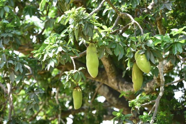 boabab - baobab fruit zdjęcia i obrazy z banku zdjęć