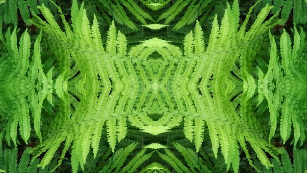 farn hinterlässt einen symmetrischen hintergrund. aufschließen. pflanzentapete - fern leaf plant close up stock-fotos und bilder