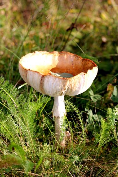 istock A Emetic Russula mushroom 1501443731