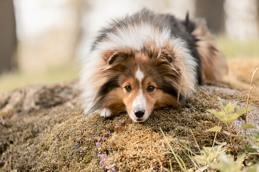 Australian Shepherd dog lying on a moss in the forest on a sunny day. This file is cleaned and retouched.
