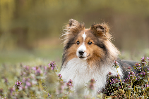 Sheltie Sheep Dog in Forest.