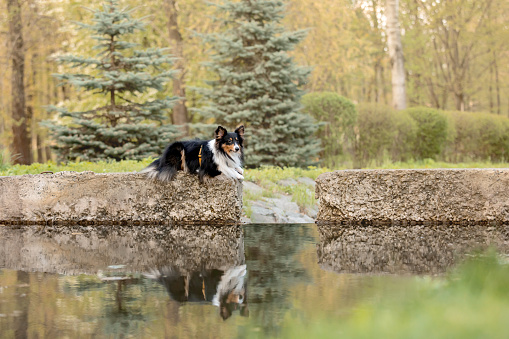 Young vizsla dog enjoying the cold water at Grunewald lake in spring time