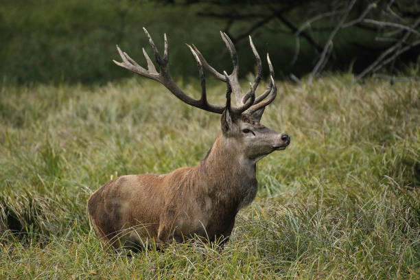 istock Red Deer, cervus elaphus, Stag, Sweden 1501447669