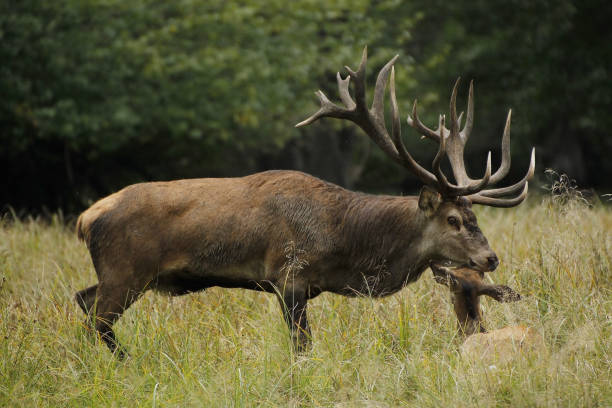 istock Red Deer, cervus elaphus, Stag and Female, Sweden 1501447670