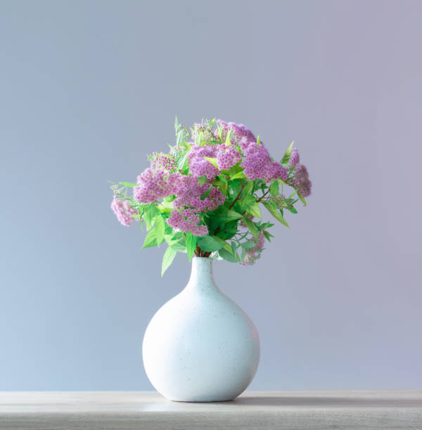 istock pink spirea in white vase on wooden shelf 1501448207
